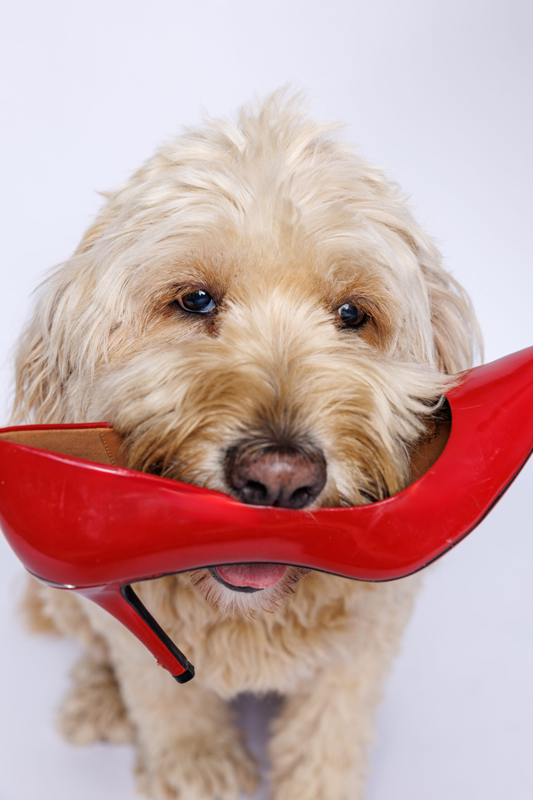Pupperazi-Sep2025_0026
