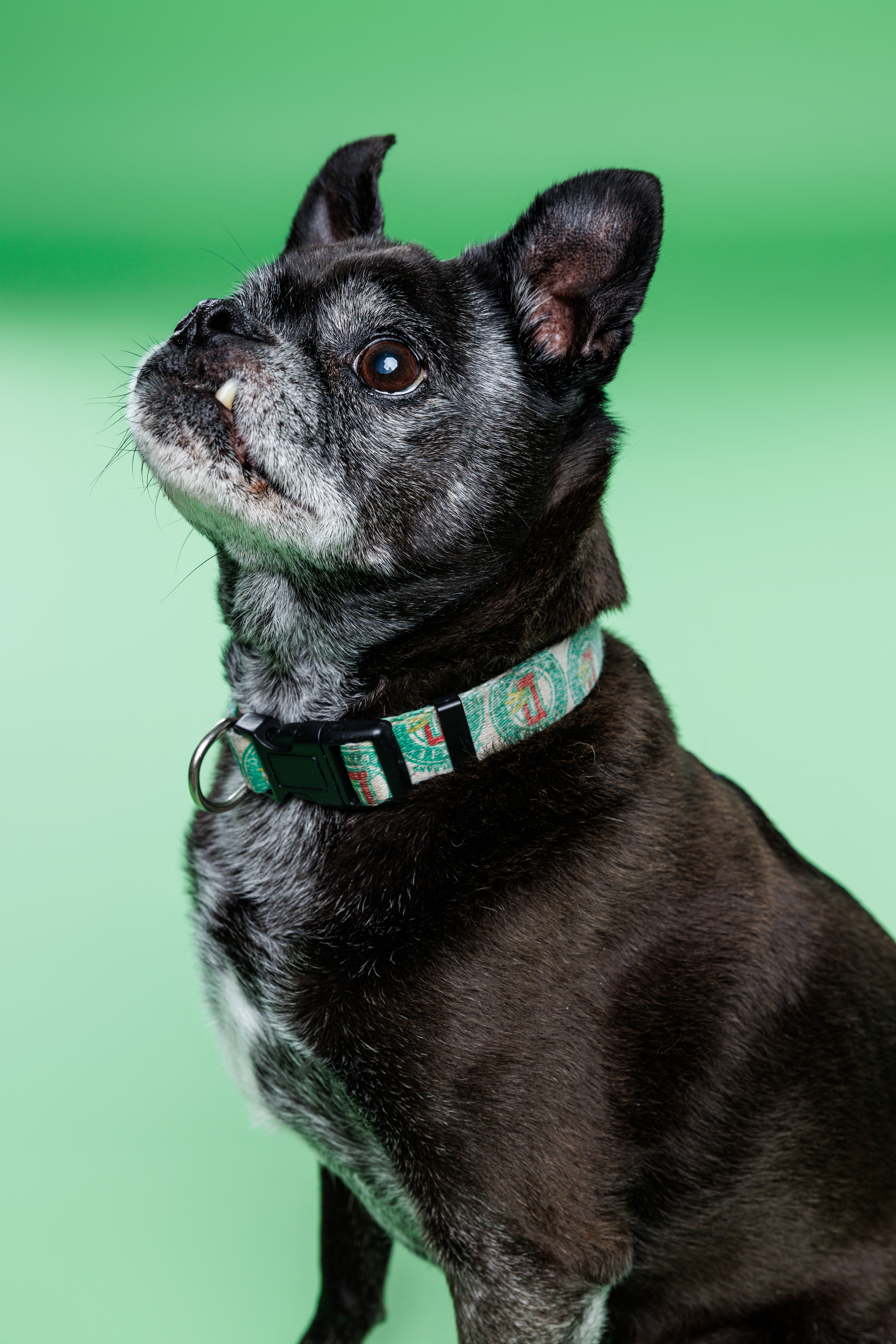 Pupperazzi-OCT2025_032