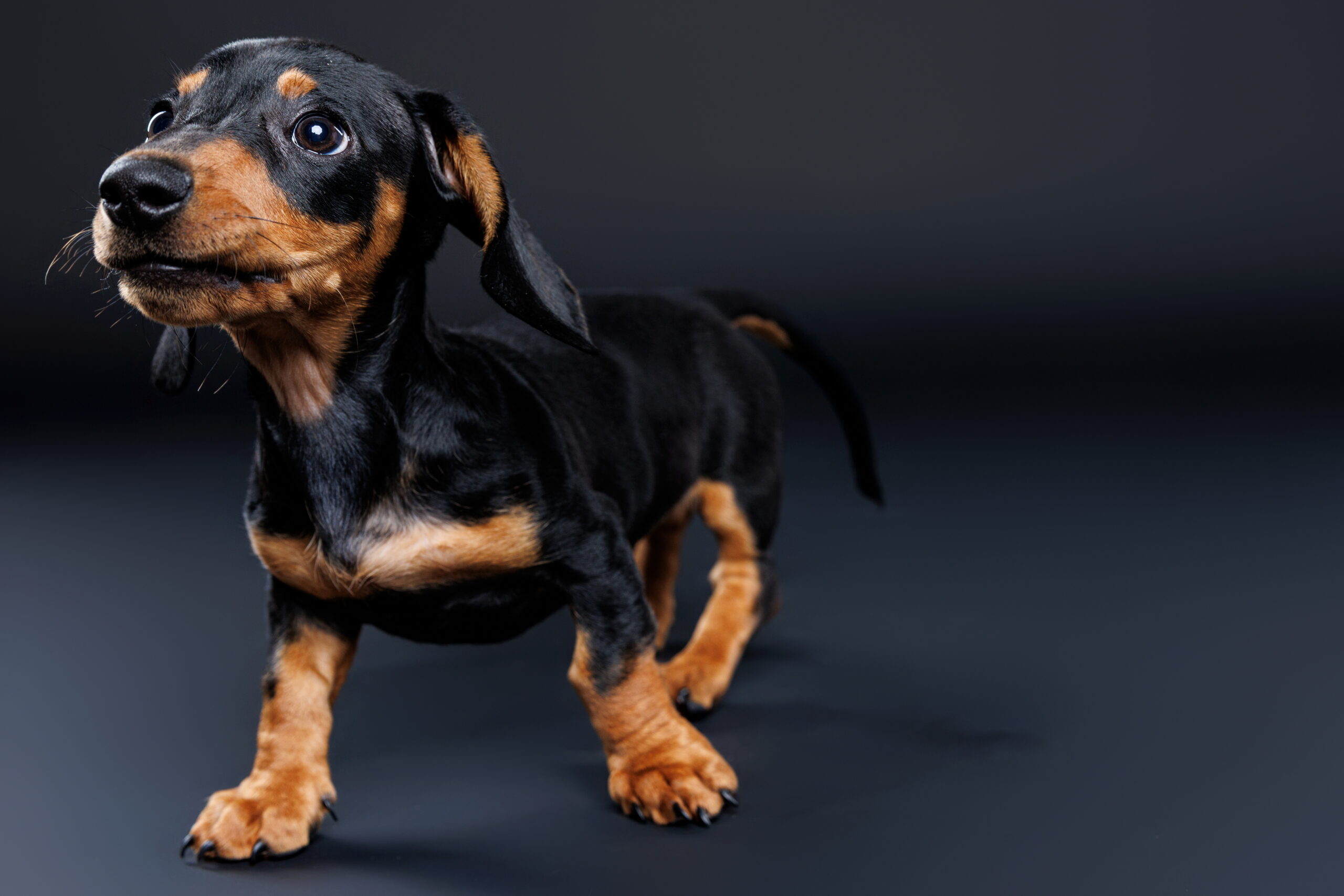 Pupperazzi-OCT2025_077