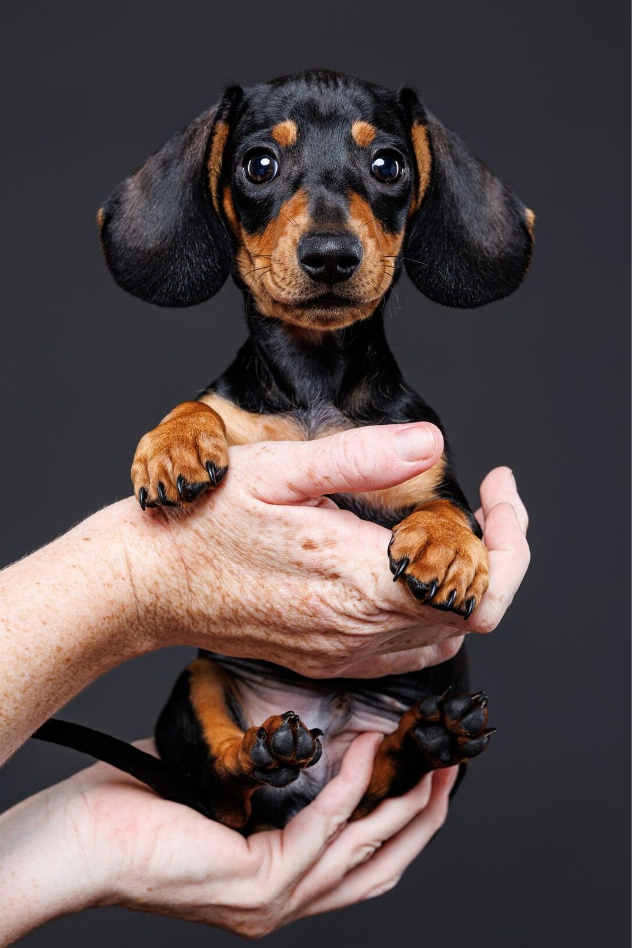 cute dachshund puppy being held by hands