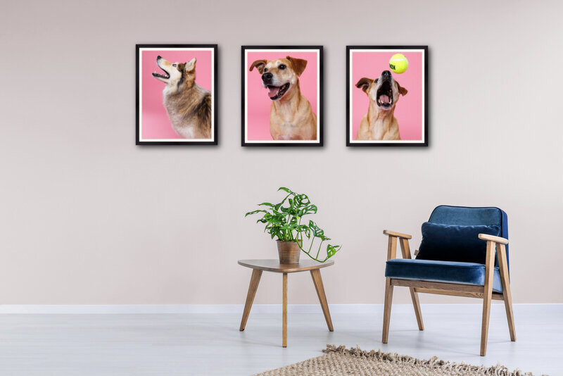 pink_background_high_res