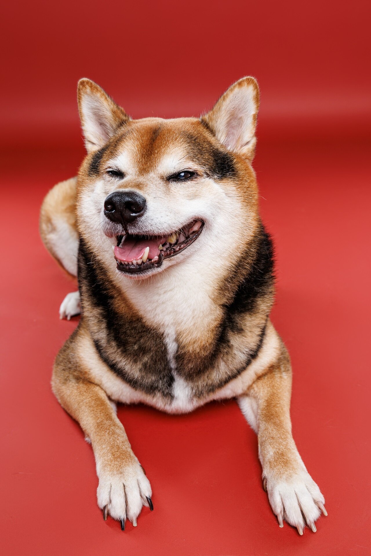 pupperazzi-oct2025_025