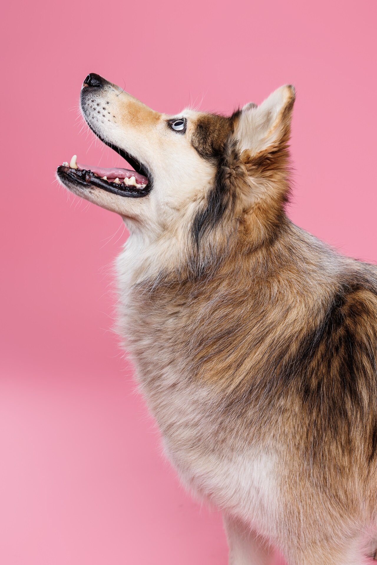 pupperazzi-oct2025_042