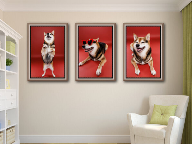 dog photography images
