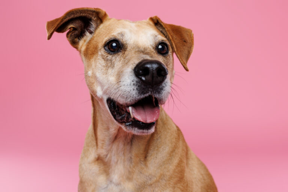 cute dog with a pink background
