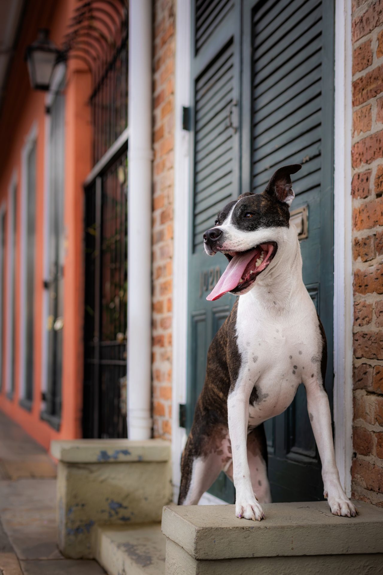 dog in New Orleans