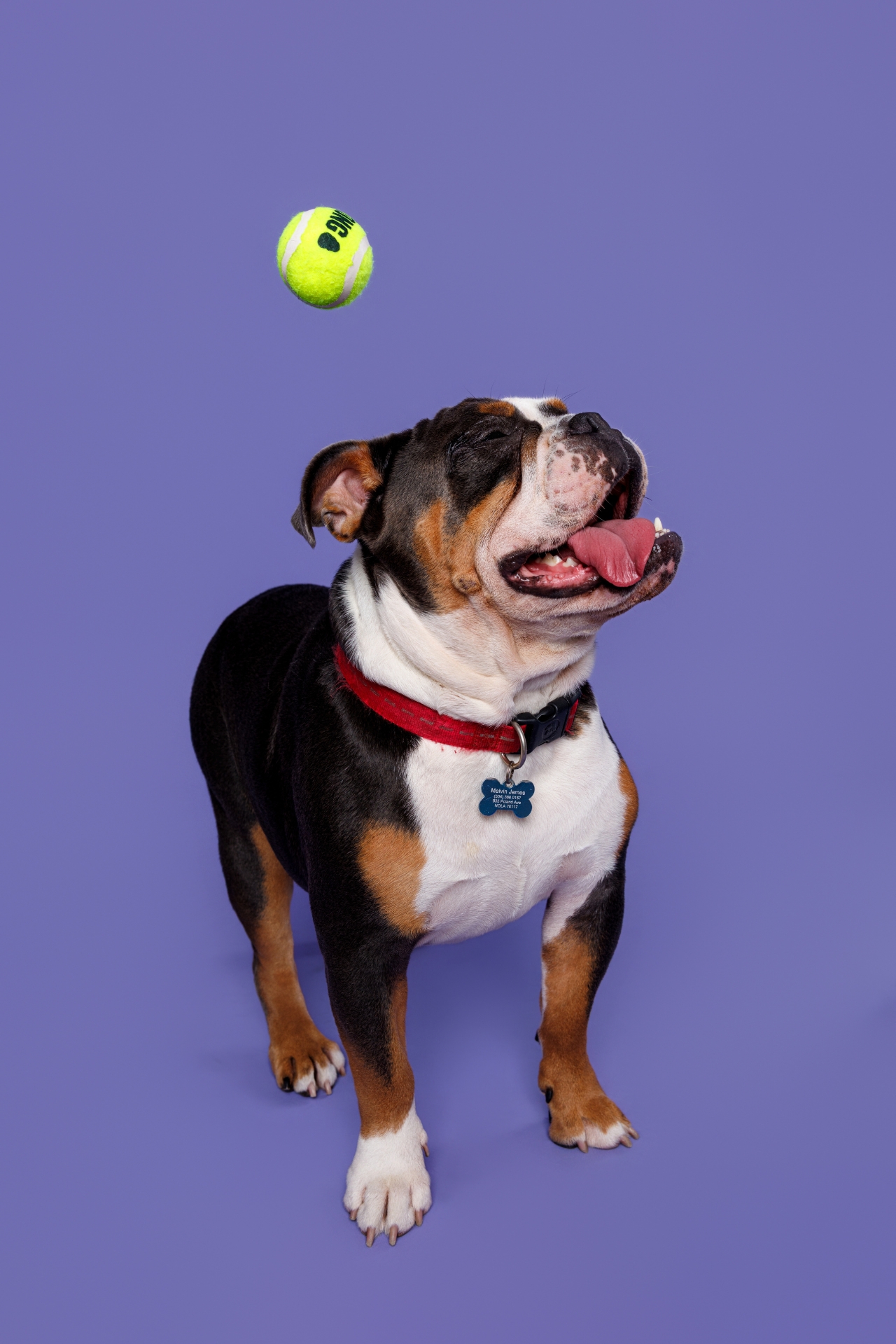 dog missing the tennis ball