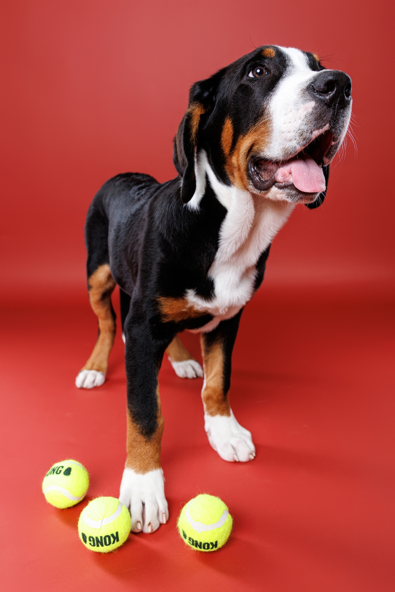 dog standing next to 3 tennis balls