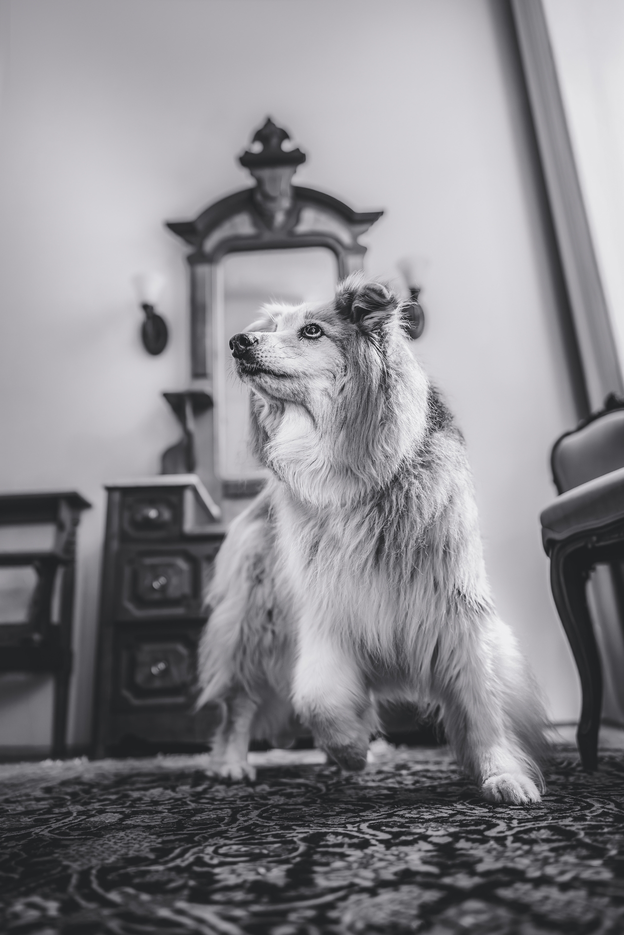 dog standing on 3 legs