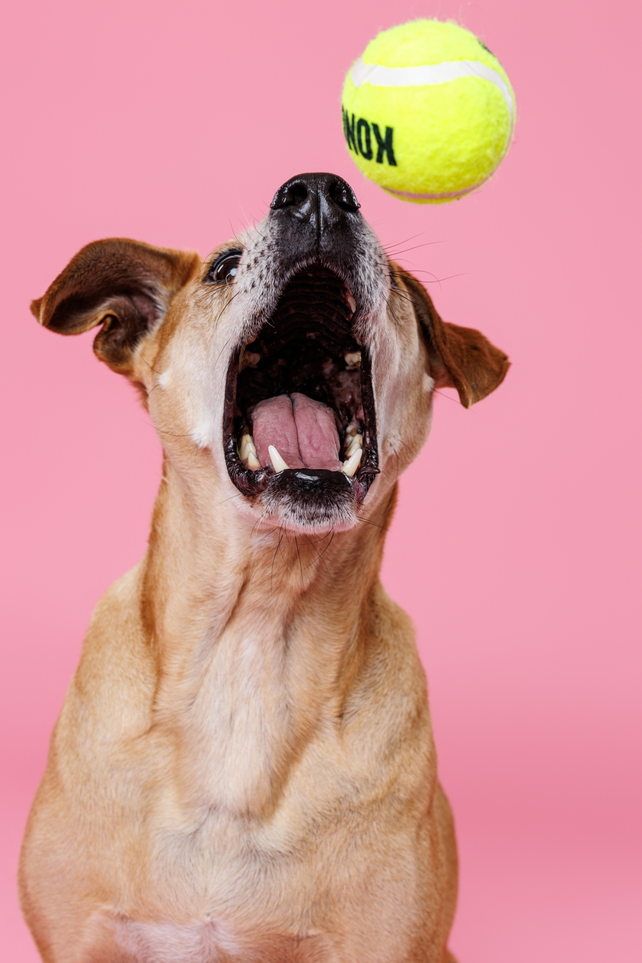 dog trying to catch a tennis ball