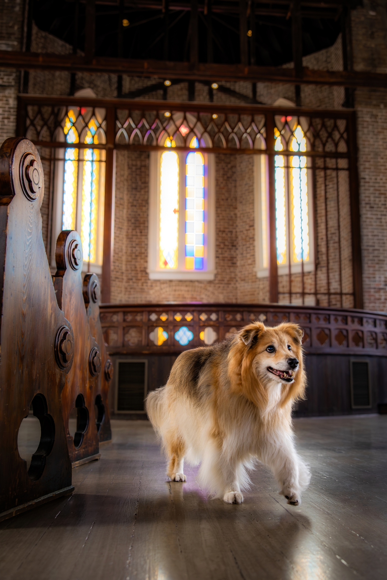 dog walking through a church
