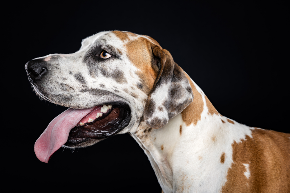 great dane with black background in the studio