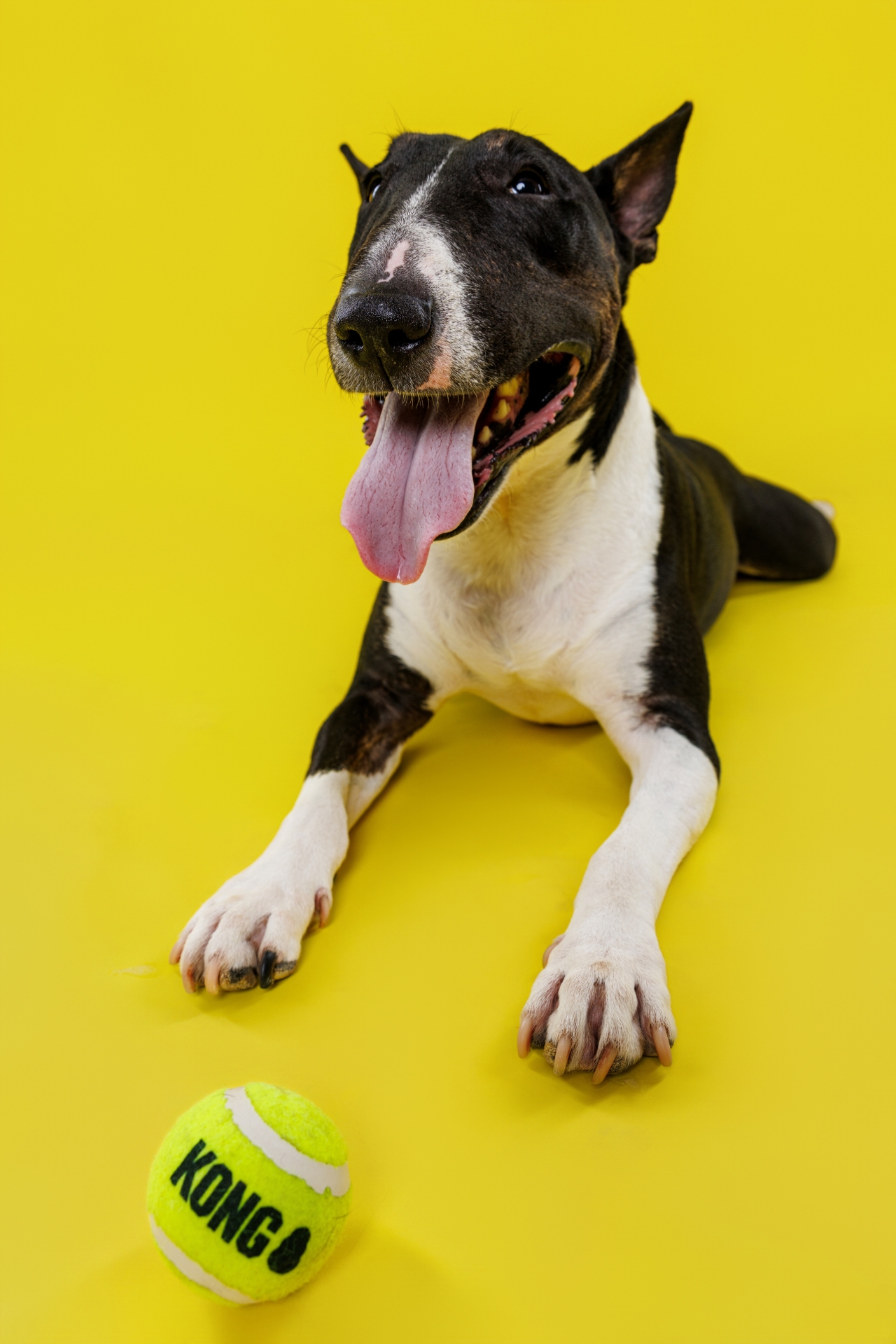 pet with yellow background at the studio