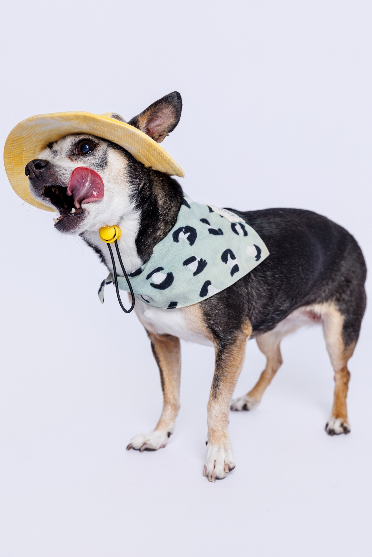 small dog wearing a hat